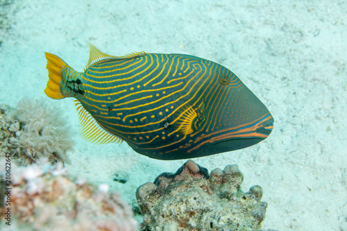 Orange-lined triggerfish, Balistapus undulatus