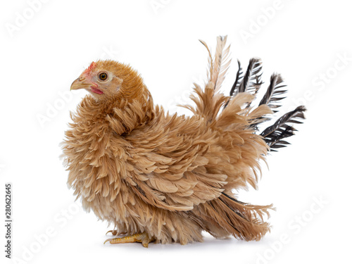 Pretty young Japanese Bantam / Chabo chicken, standing side ways. Looking straight ahead. Isolated on white background.