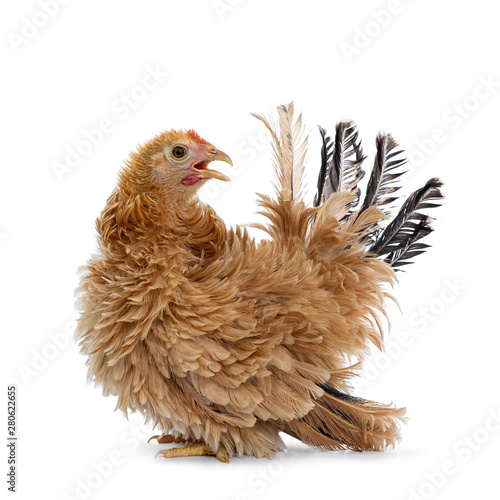 Konstfotografi Pretty young Japanese Bantam / Chabo chicken, standing side ways