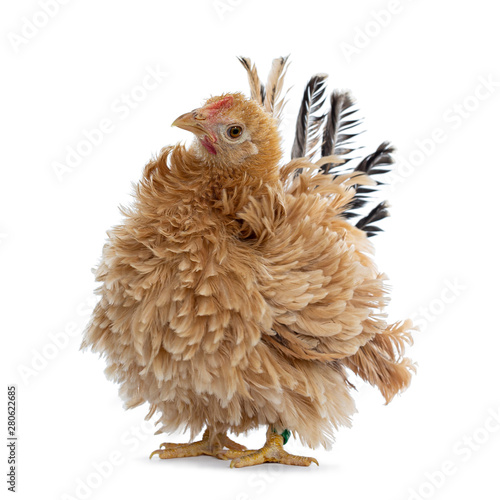 Pretty young Japanese Bantam / Chabo chicken, standing facing front. Head tilted curious to camera. Isolated on white background.