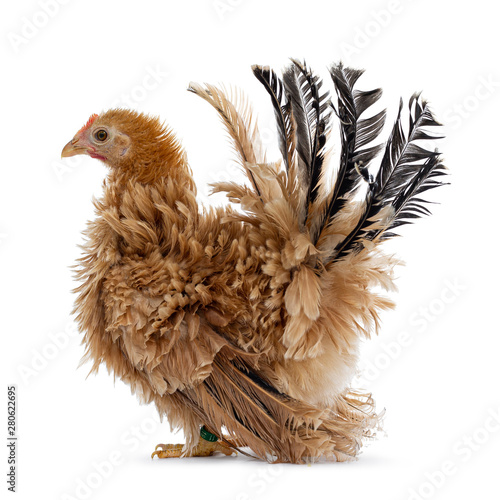 Pretty young Japanese Bantam   Chabo chicken  standing fside ways . Head  up  wings down  looking straight ahead. Isolated on white background. Tail fierce in air.
