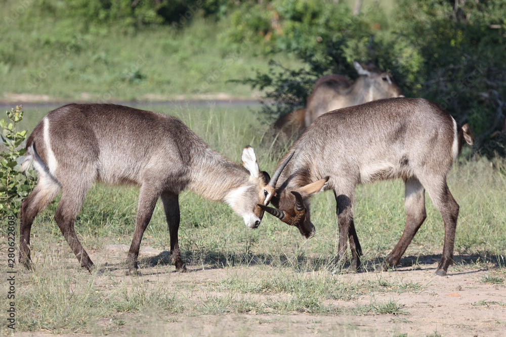 Wasserbock / Waterbuck / Kobus ellipsiprymnus Wasserbock / Waterbuck / Kobus ellipsiprymnus