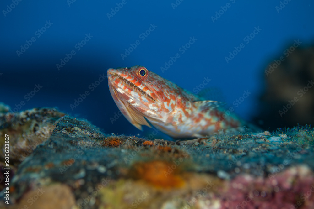 Atlantic lizardfish, Synodus saurus