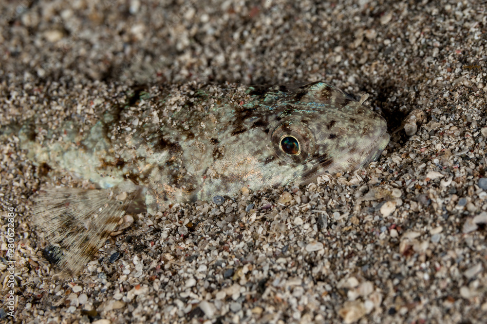 Atlantic lizardfish, Synodus saurus