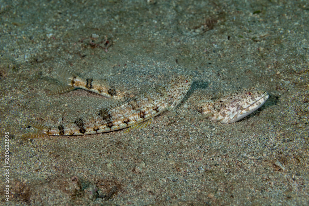 Atlantic lizardfish, Synodus saurus Atlantic lizardfish, Synodus saurus