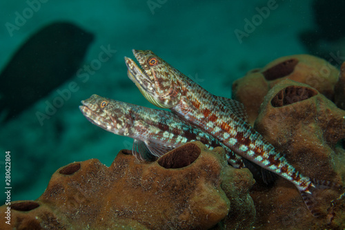 Atlantic lizardfish, Synodus saurus