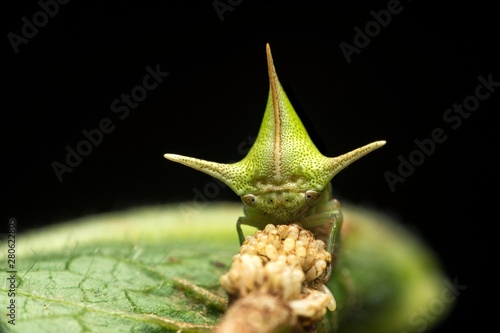 Treehopper (Alchisme grossa) guarding eggs, Amazon Rainforest, Copalinga, Zamora Province, Ecuador, South America photo