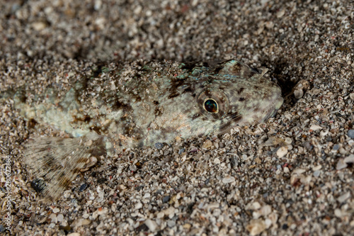 Atlantic lizardfish  Synodus saurus