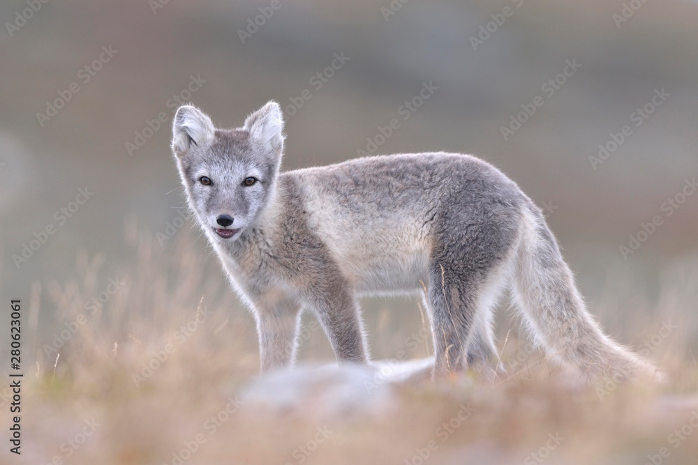 Arctic fox (Vulpes lagopus, Alopex lagopus), young in Fjell, Dovrefjell-Sunndalsfjella National Park, Norway, Europe Arctic fox (Vulpes lagopus, Alopex lagopus), young in Fjell, Dovrefjell-Sunndalsfjella National Park, Norway, Europe