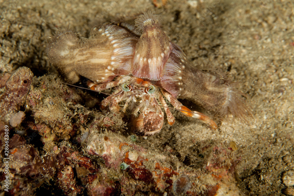 Dardanus tinctor, the anemone hermit crab, is a species of marine hermit crab in the family Diogenidae Dardanus tinctor, the anemone hermit crab, is a species of marine hermit crab in the family Diogenidae
