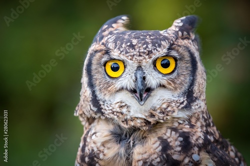 Spotted Eagle-owl (Bubo africanus), portrait, captive photo