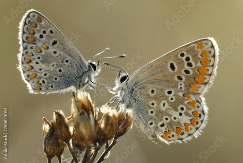 Gossamer-winged Butterflies (Lycaenidae) photo
