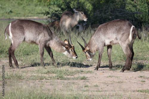 Wasserbock   Waterbuck   Kobus ellipsiprymnus