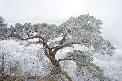 Pine (Pinus) in winter, Gempen plateau, Canton of Basel-Landschaft, Switzerland, Europe