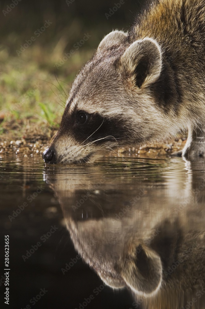Northern Raccoon (Procyon lotor), adult at night drinking, Uvalde County, Hill Country, Texas, USA, North America Northern Raccoon (Procyon lotor), adult at night drinking, Uvalde County, Hill Country, Texas, USA, North America