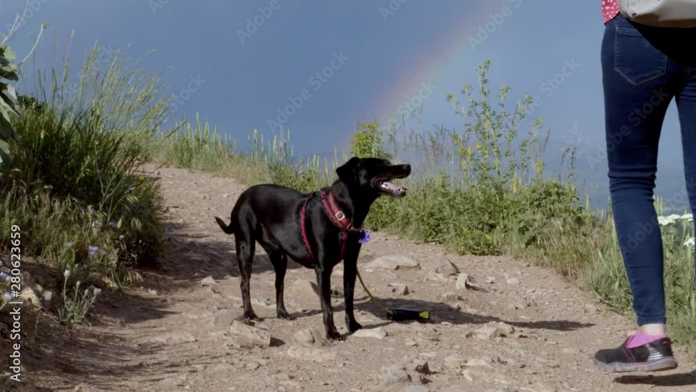 Woman petting her dog under a rainbow. Woman petting her dog under a rainbow.