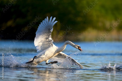Mute swan (Cygnus olor) in water, attacking, Rheinberg, Lower Rhine North Rhine-Westphalia, Germany, Europe photo