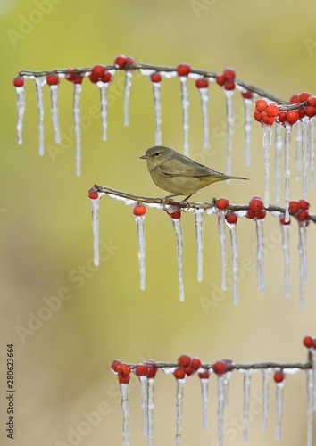 Orange-crowned Warbler (Vermivora celata), adult perched on icy branch of Possum Haw Holly (Ilex decidua) with berries, Hill Country, Texas, USA, North America photo