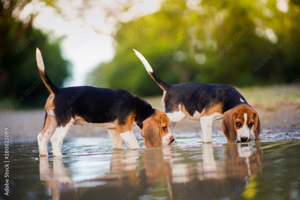 Playful beagle puppies walk through and drinking dirty water in the puddles outdoor in the park.