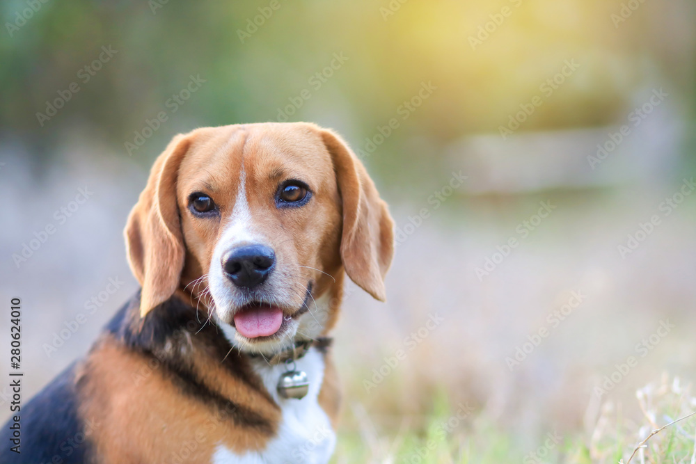 An adorable beagle dog looking something whilesitting outdoor in the park. An adorable beagle dog looking something whilesitting outdoor in the park.