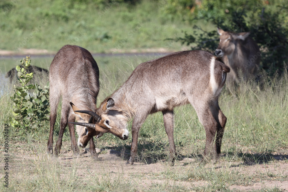 Wasserbock / Waterbuck / Kobus ellipsiprymnus Wasserbock / Waterbuck / Kobus ellipsiprymnus