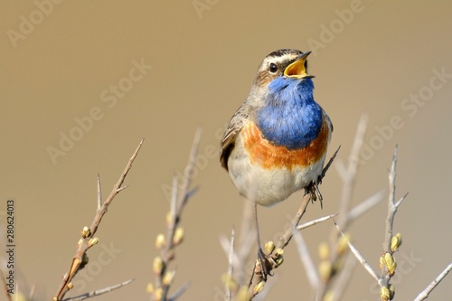 Bluethroat (Luscinia svecica cyanecula), singing on perch, De Geul, Texel, Texel, West Frisian Islands, province of North Holland, The Netherlands, Europe photo