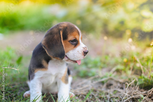 A cute beagle puppy relaxing on the green grass field in the evening.