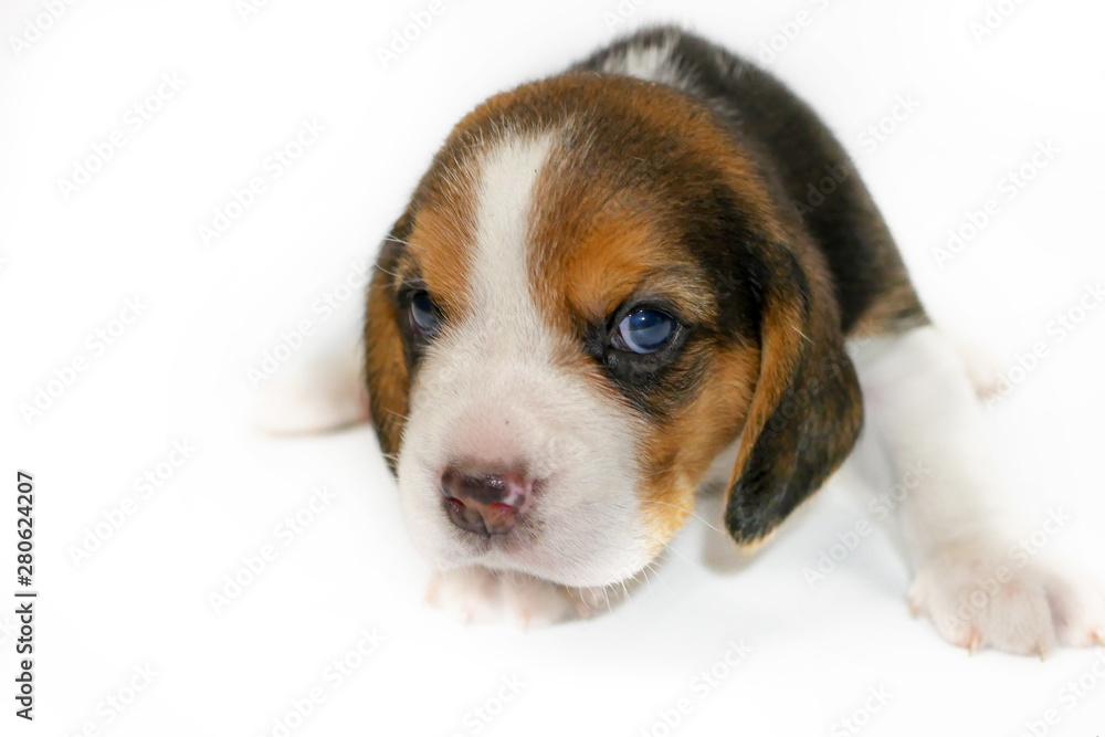 A cute beagle puppy isolated on white background.