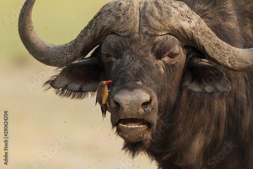 Cape Buffalo (Syncerus caffer caffer), bull with Red-billed Oxpecker (Buphagus erythrorhynchus), the oxpeckers are associated with large mammals and peck ticks and other parasites from their skin, Chobe National Park, Botswana, Africa photo