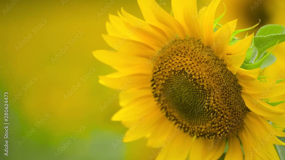 Sunflower field - bright yellow flowers, beautiful summer landscape Sunflower field - bright yellow flowers, beautiful summer landscape