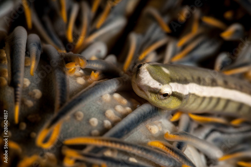 Discotrema is a genus of clingfishes hiding in feather stars photo