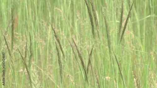 The meadow grass tall fescue (Festuca partensis) in spring. Meadow and field grasses. photo