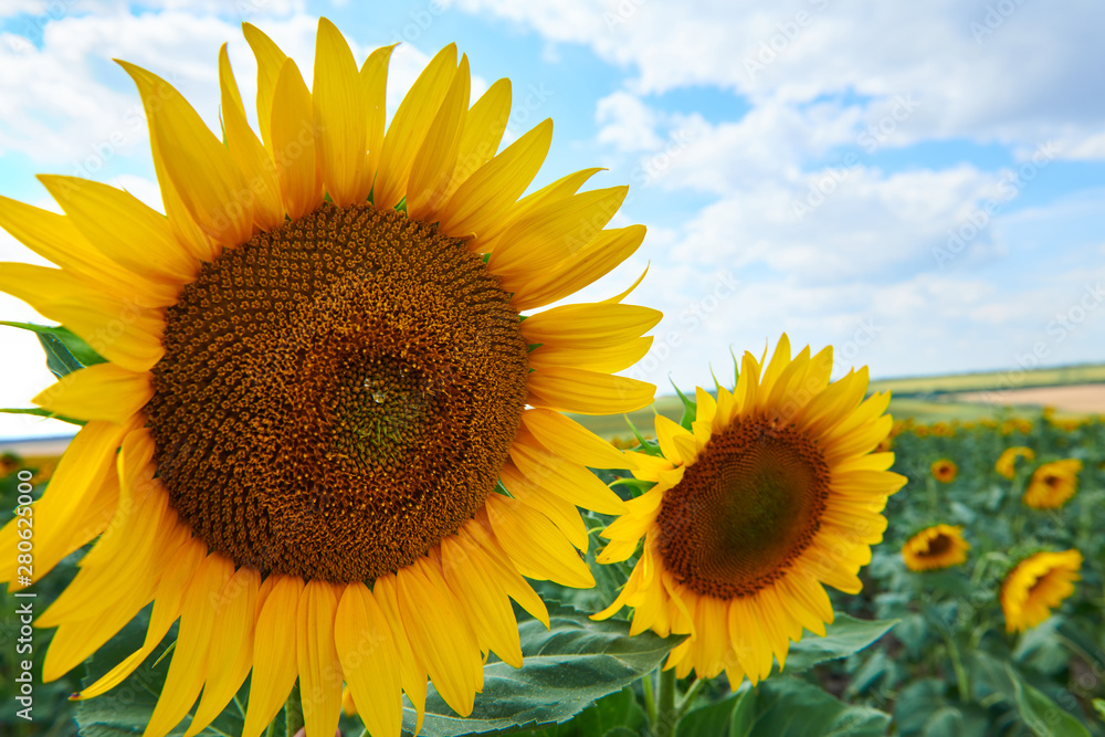 Fototapeta premium Sunflower field - bright yellow flowers, beautiful summer landscape