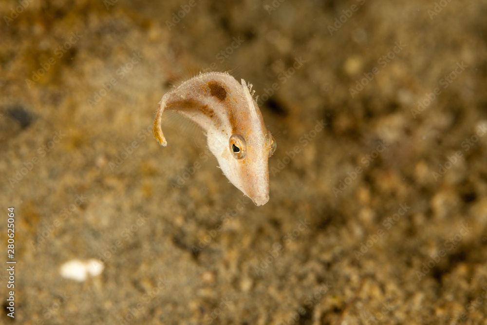 Filefish (Monacanthidae) are a diverse family of tropical to subtropical tetraodontiform marine fish Filefish (Monacanthidae) are a diverse family of tropical to subtropical tetraodontiform marine fish