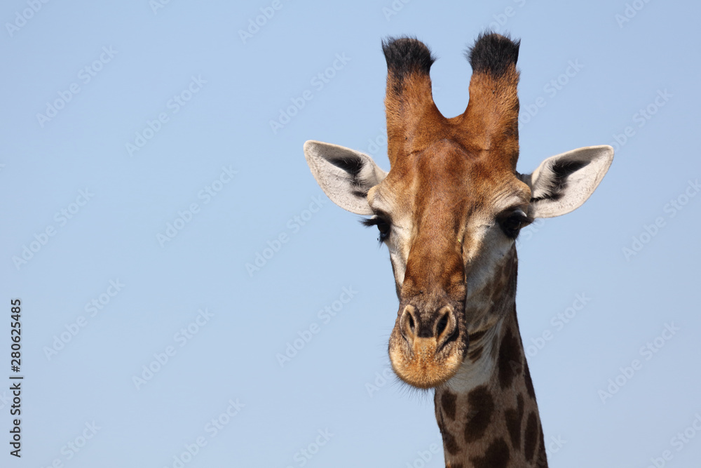 Fototapeta premium Giraffe / Giraffe / Giraffa Camelopardalis