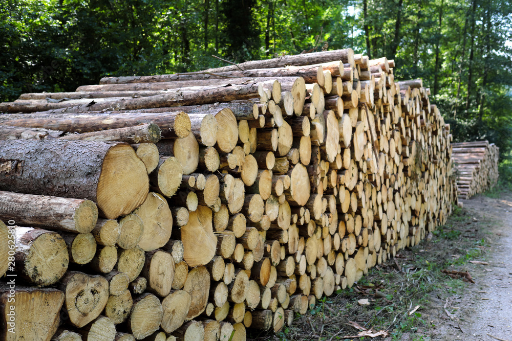 Holzstapel mit Baumstämmen im Wald - Stockfoto