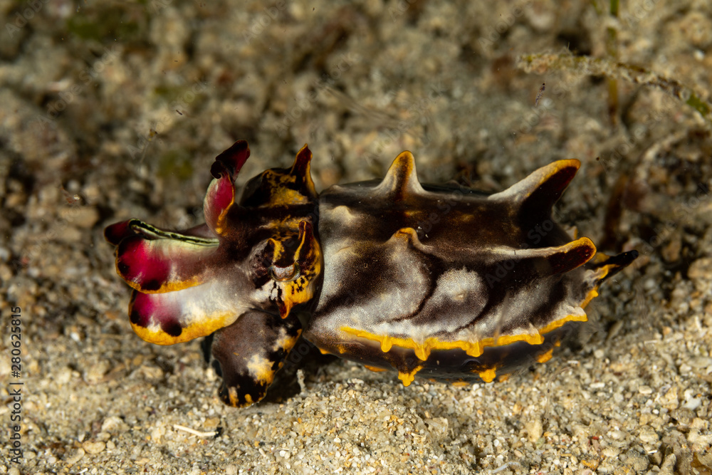 Flamboyant Cuttlefish, Metasepia pfefferi, is a species of cuttlefish occurring in tropical Indo-Pacific waters Flamboyant Cuttlefish, Metasepia pfefferi, is a species of cuttlefish occurring in tropical Indo-Pacific waters