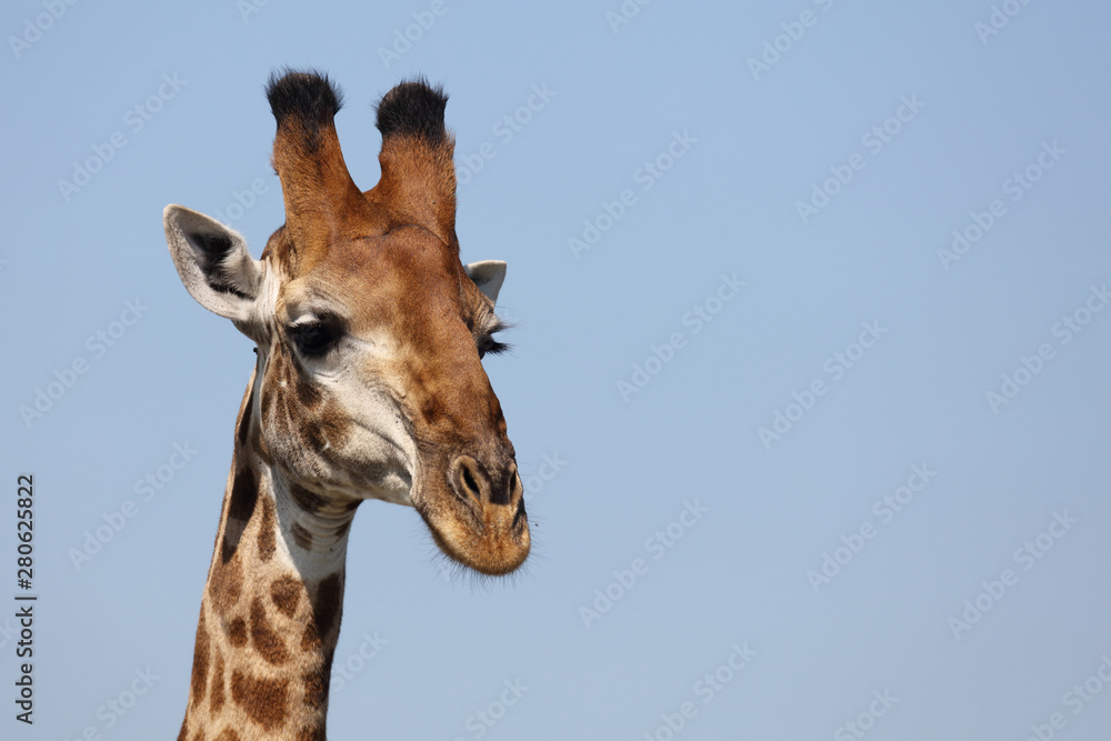 Giraffe / Giraffe / Giraffa Camelopardalis Giraffe / Giraffe / Giraffa Camelopardalis