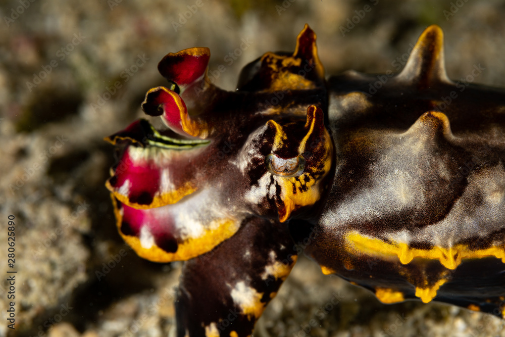 Flamboyant Cuttlefish, Metasepia pfefferi, is a species of cuttlefish occurring in tropical Indo-Pacific waters