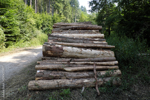 Holzstapel mit Baumst  mmen im Wald - Stockfoto