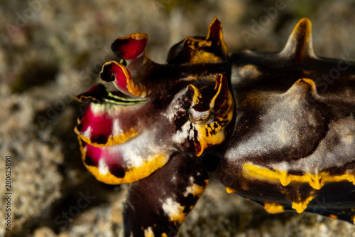 Flamboyant Cuttlefish  Metasepia pfefferi  is a species of cuttlefish occurring in tropical Indo-Pacific waters