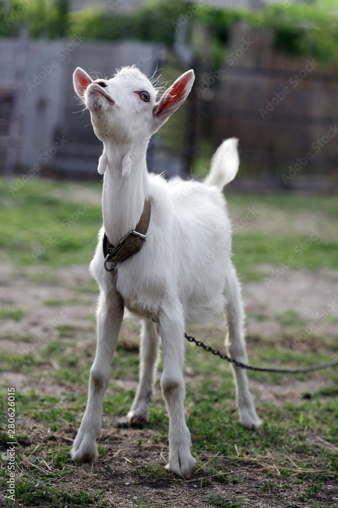 White cute domestic decorative goat (lamb) in nature. White cute domestic decorative goat (lamb) in nature.
