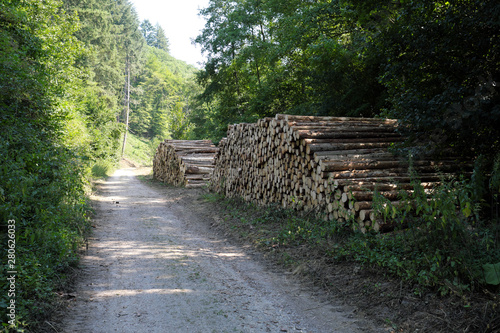 Holzstapel mit Baumstämmen im Wald - Stockfoto