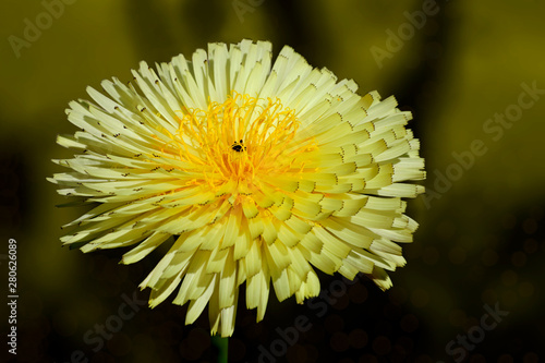 Urospermum, Prickly goldenfleece is a small genus of flowering plants in the dandelion tribe of the daisy family. photo