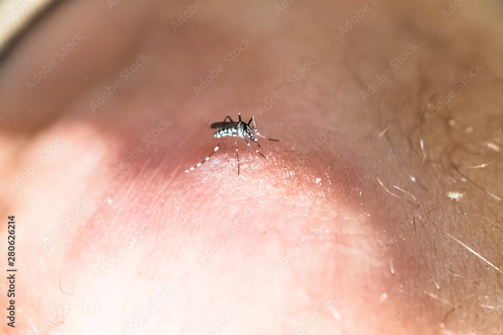 Obraz premium Tiger mosquito, Aedes albopictus, a pest that appears in the heat of summer, vector of diseases such as Zika virus or dengue.