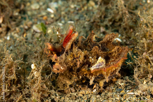 Flamboyant Cuttlefish, Metasepia pfefferi, is a species of cuttlefish occurring in tropical Indo-Pacific waters photo