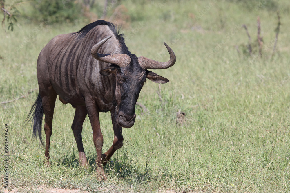 Streifengnu / Blue wildebeest / Connochaetes taurinus Streifengnu / Blue wildebeest / Connochaetes taurinus