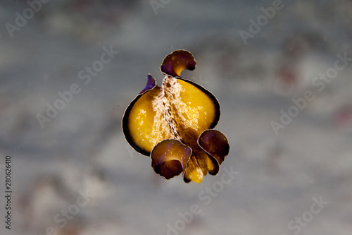 Flatworm swimming, Indonesia