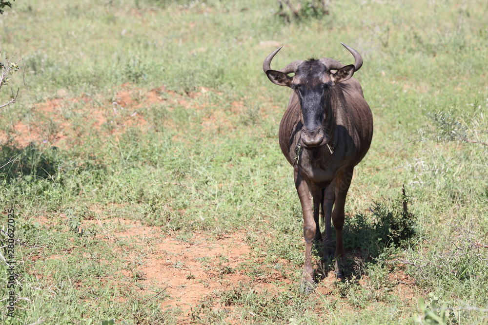 Streifengnu / Blue wildebeest / Connochaetes taurinus Streifengnu / Blue wildebeest / Connochaetes taurinus