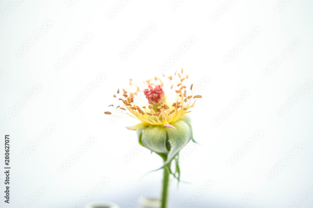 Beautiful rose flower anther and stigma focused with no petals Beautiful rose flower anther and stigma focused with no petals